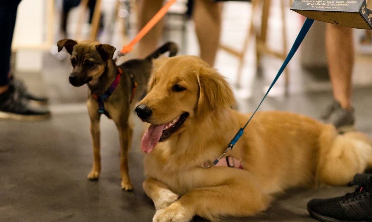 Com foco na experiência, shoppings Almeida Junior permitem passeio de cães com seus tutores
